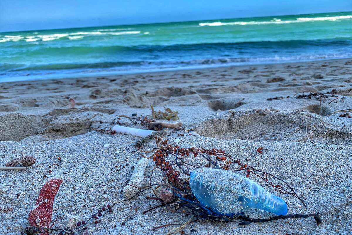 Portuguese Man-of-War Warning at Koh Lanta National Park