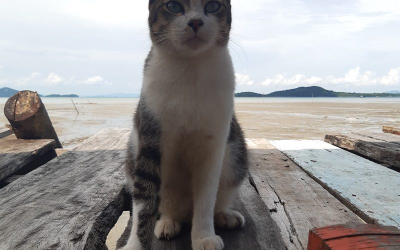 Ban Si Raya