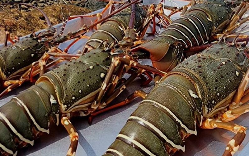 The Lobster